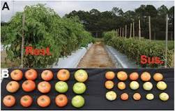 Image result