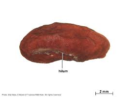 Image result for Vangueria proschii