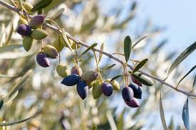 572 Kalamata Olives Leaves Photos Free Royalty Free Stock Photos From Dreamstime