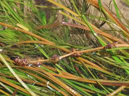 Image result for Stuckenia