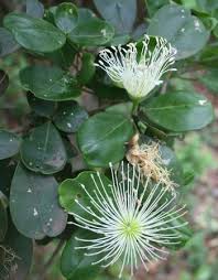 Image result for Thilachium africanum