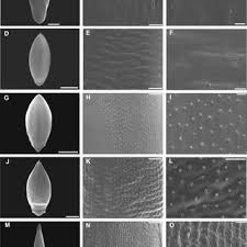 Image result for Urochloa clavipila