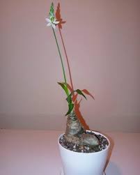 Image result for Trachyandra saltii