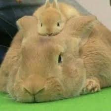 sehr suss tierebilder tiere babytiere tierbabys