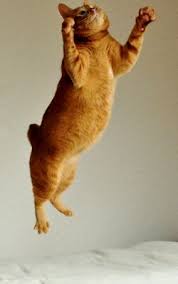 2 of jumping cats reach for the skyyyyyy kedi