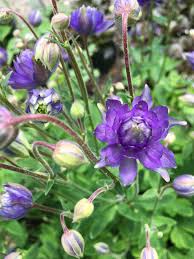 Check spelling or type a new query. Our Favorite Columbines Spring Blooms Victoria Gardens