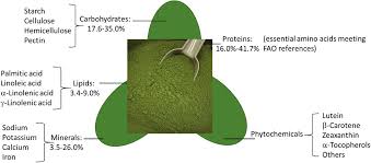 Image result for Wolffiella welwitschii