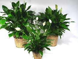 Maybe you would like to learn more about one of these? Florist In Dallas Best Flower Delivery By Mockingbird Florist