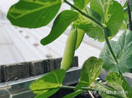 在BIDL的种豆日记- 知乎