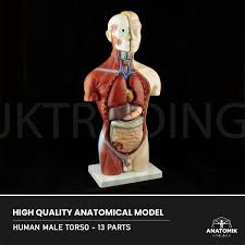 A wide variety there are 166 suppliers who sells human anatomy male torso on alibaba.com, mainly located in asia. 42 Cm Tall Male Sex 4d Torso Anatomical Model Medical Anatomy Model