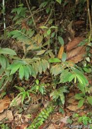 Image result for Lasianthus