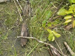 Image result for Lipocarpha