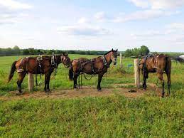 Amish Horsepower Nebraska Amish Community Pawnee
