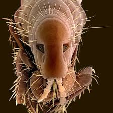 Pulga Del Perro Ctenocephalides Canis Scanning Electron Microscope Microscope Pictures Pictures Of Insects