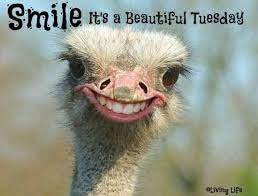 Are you looking for tuesday morning quotes? 101 Funny Tuesday Memes When You Re Happy You Survived A Workday