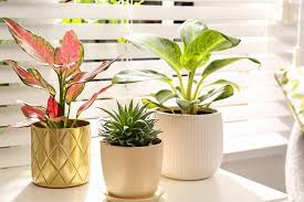 Chinese evergreen plants (aglaonema) are a group of flowering tropical plants with beautifully patterned leaves. Ultimate Guide To Chinese Evergreen Care Aglaonema Petal Republic