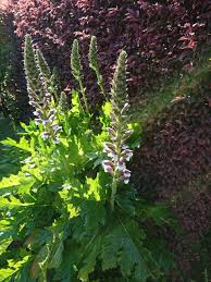 アカンサスモリスの花が咲きました Takatamo８０