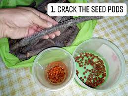 Cherries are slow to germinate. Palawan Cherry Seeds Germination Carden Garden Cebu Facebook