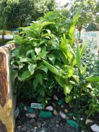 Image result for Blumea