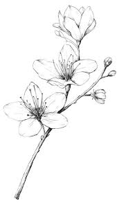 40 Different Pencil Drawings To Improve Yourself In 2020 Pencil Drawings Of Flowers Flower Sketches Flower Drawing