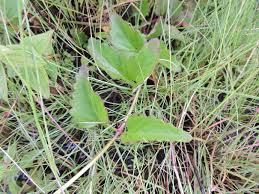 Image result for Coleus betonicifolius