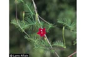 Image result for Ipomoea quamoclit