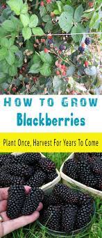 How To Grow Blackberries Organic Gardening Growing Blackberries Organic Vegetable Garden Organic Gardening Tips