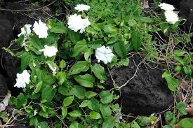 Image result for Thunbergia annua