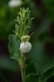 Image result for Pogonospermum subsessile