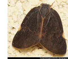 Image result for Pouchetia