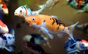 Jika anda tidak memiliki kolam ikan, anda bisa memelihara ikan hias di dalam akuarium dengan ukuran ikan yang kecil. 4 Jenis Jenis Ikan Hias Yang Dibudidayakan Di Indonesia