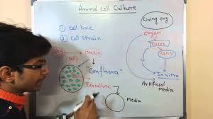 Maybe you would like to learn more about one of these? Mammalian Cell Culture 2 Cell Lines And Cell Strain Youtube