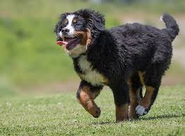 Haltung und pflege als geborener wachhund und aufgrund seiner größe freut sich der berner sennenhund. Berner Sennenhund Rasseportrait Im Hunde Magazin Zooroyal Magazin