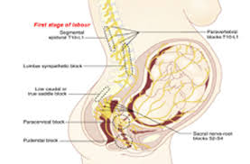 Image result for Pudendal Block