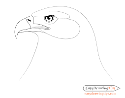 Check spelling or type a new query. How To Draw An Eagle Head Step By Step Easydrawingtips