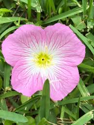 Image result for Monopsis decipiens