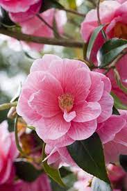 Check spelling or type a new query. 20 Popular Flowering Shrubs Best Blooming Bushes For The Garden