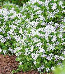 Isotoma White Splash Steingartenstauden Bei Baldur Garten Bodendecker Stauden Pflanzen