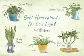 The 7 Best Houseplants For Low Light Conditions Small Indoor Plants Indoor Plants Low Light Low Light Plants