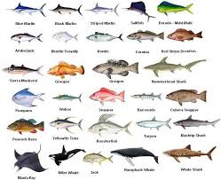 Types Of Fish Gulf Of Mexico A Selection Of Pins About Animals