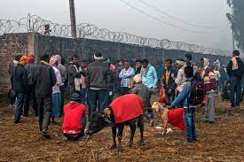 Nepal S Animal Sacrifice Festival Slays On But Activists Are Having An Effect The New York Times