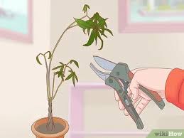 We did not find results for: How To Prune A Money Tree 12 Steps With Pictures Wikihow