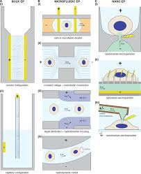 Pairs, red/yellow, for individual signal indications • large lc display. Intracellular Delivery By Membrane Disruption Mechanisms Strategies And Concepts Abstract Europe Pmc