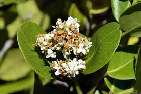 Image result for Olea capensis