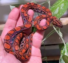 Brazilian Rainbow Boa: A Complete Care Guide: Kelly, Jason: 9798377119876:  Amazon.Com: Books