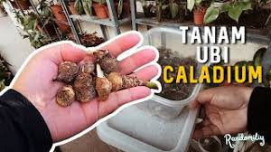 Sekiranya anda ingin menanam ubi jalar atau melakukan percubaan sekolah, sangat mudah membuat akar ini tumbuh. Sayang Sama Pokok Diari Tani Panduan Tanaman Ubi Keladi Cute766
