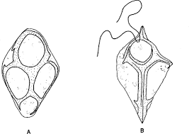 Image result for Monosis conferta