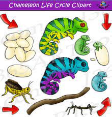 Chameleon Life Cycle Clipart Set Download Clipart 4 School Life Cycles Clip Art Classroom Material