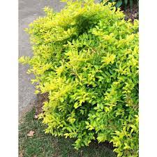 Color guard yucca shrub with creamy white flowers: Onlineplantcenter 3 Gal Gold Mound Duranta Flowering Shrub With Tiny Lavender Flowers Dgm001g3 The Home Depot