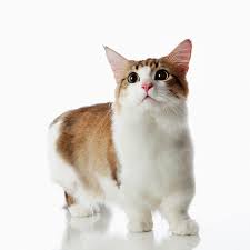 Pin By Amelia Wolter On Kittens Munchkin Cat Cute Cat Breeds Dwarf Cat